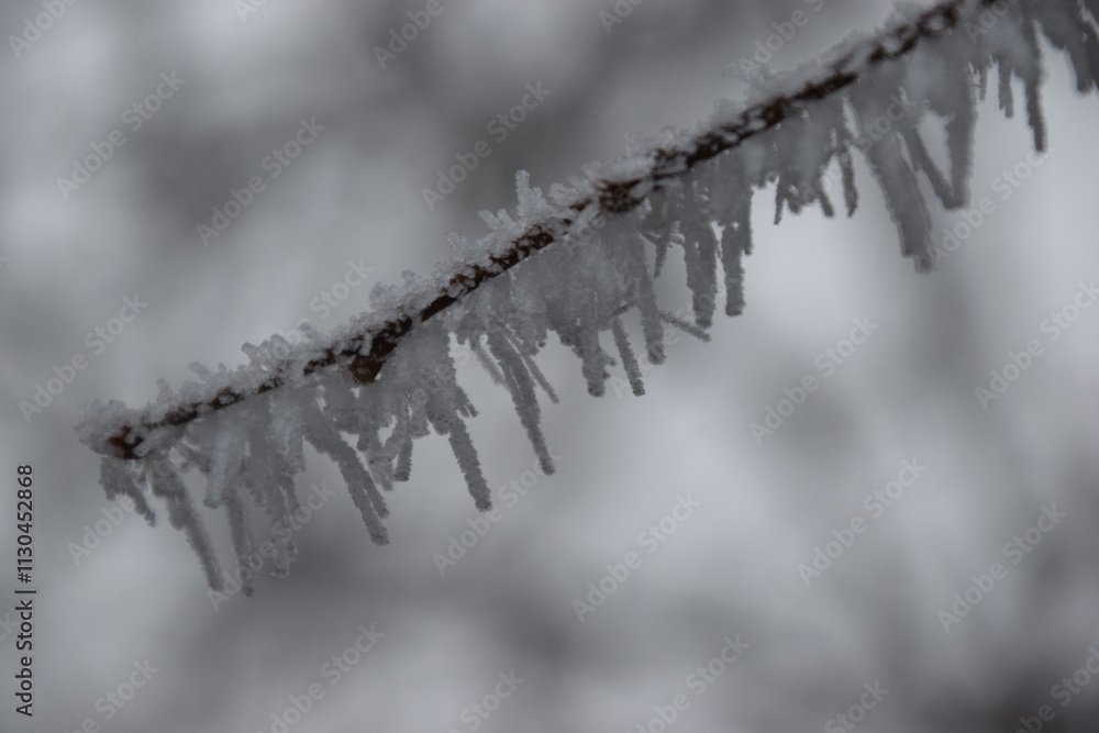 Obraz premium frozen tree branches