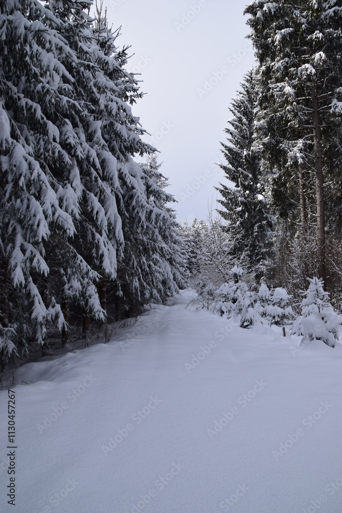 Fototapeta premium snow covered road through a forest in winter