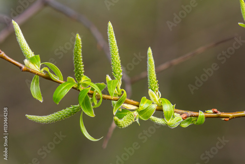 Close-up of golden willow catkins swaying gently in the spring breeze. The sunlight enhances their vibrant color and delicate texture, highlighting the beauty of early spring