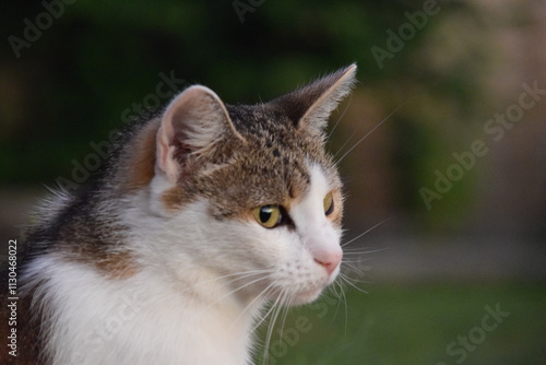 Wallpaper Mural house cat looking in the distance Torontodigital.ca