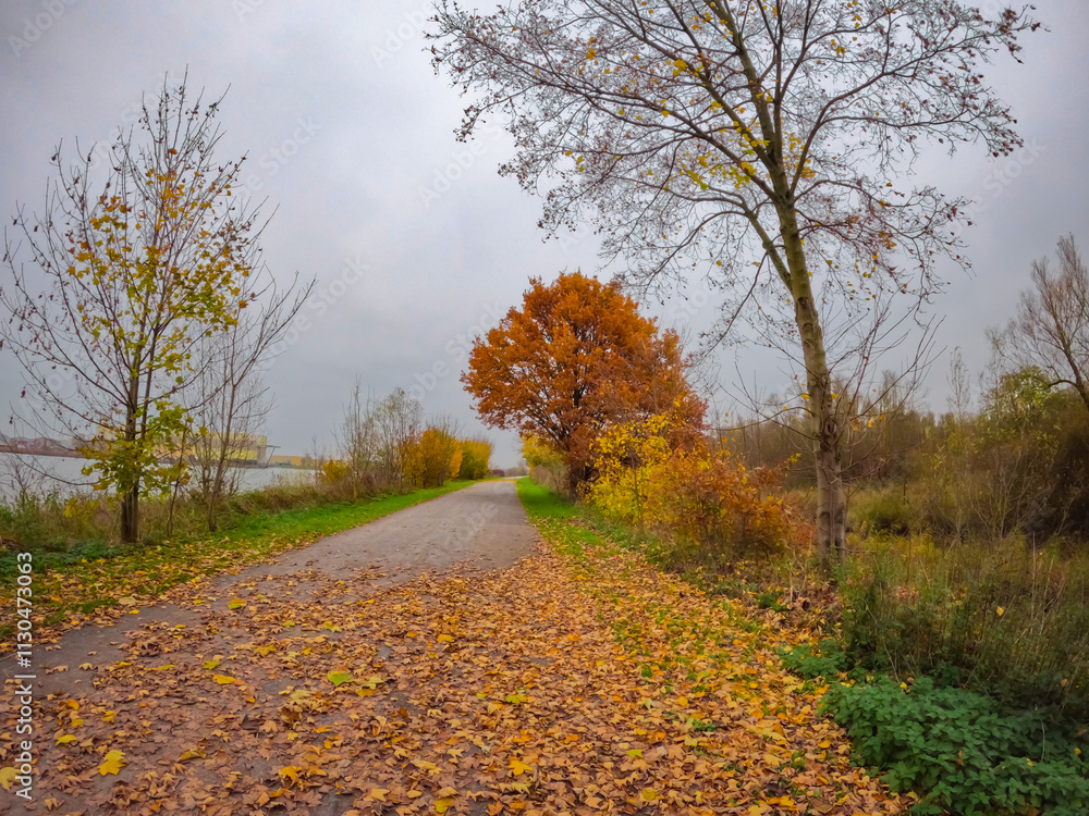 Fototapeta premium Dutch autumn landscape with a road through colorful trees. A beautiful path leading into the forest in cloudy weather