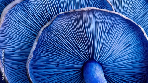 A single indigo milk cap mushroom sliced open, revealing its vibrant blue interior photo