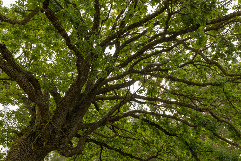 Obraz premium a lone oak tree growing in a field with green grass against a cloudy sky