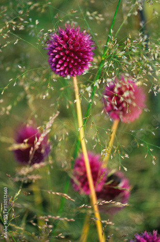 Allium sphaerocephalon and Deschampsia caespitosa photo