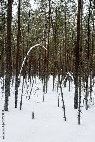 Pine-pleurocarpous moss forest. photo