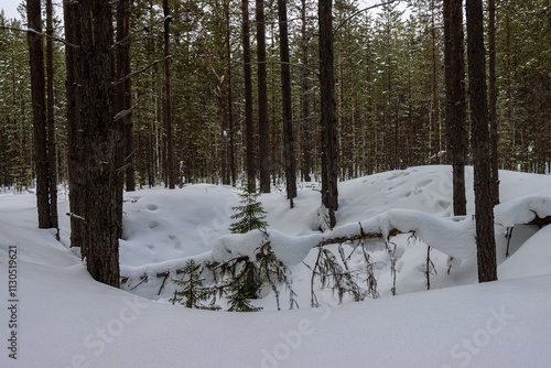 Pine-pleurocarpous moss forest. photo