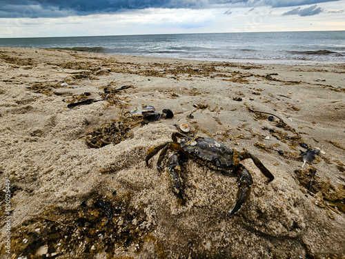 Am Strand von Blavand in Dänemark photo