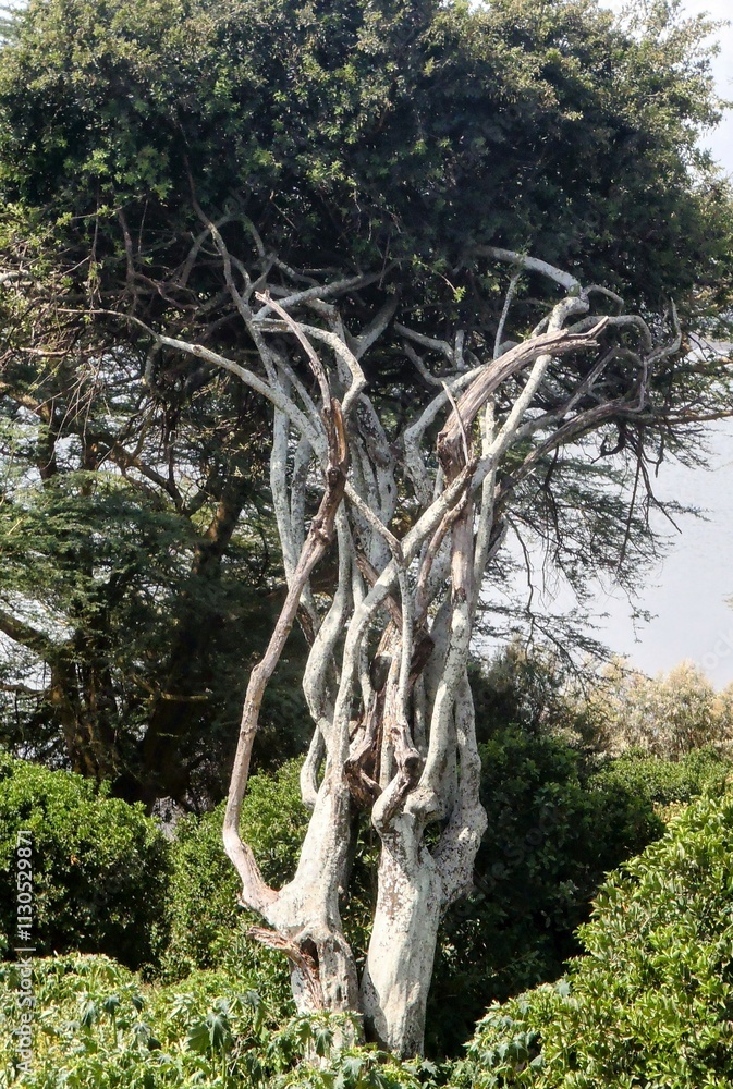 Fototapeta premium roots in the forest