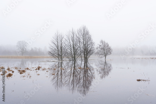 Wallpaper Mural Flooded meadow on a misty spring afternoon in rural Estonia, Northern Europe Torontodigital.ca