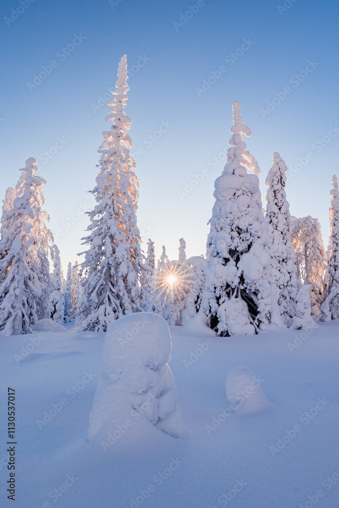 winter landscape with trees and snow