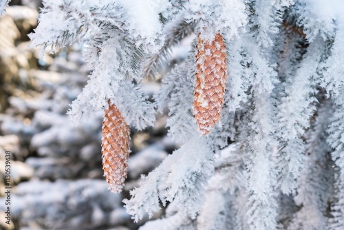 cones on a snow-covered spruce