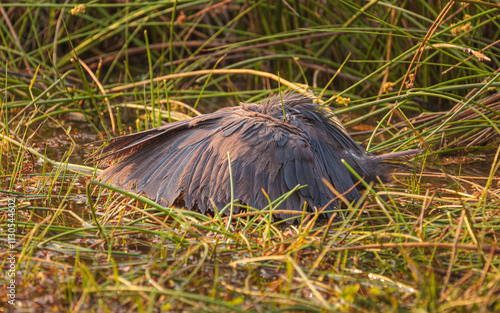 Black heron (Egretta ardesiaca) showing its hunting technique of canopy feeding photo