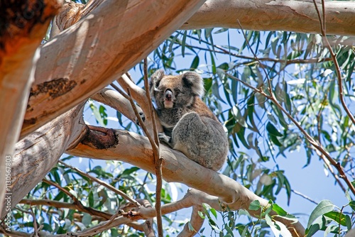 Photography A cute koala resting in a eucalyptus tree on a sunny day in Australia, showcasin