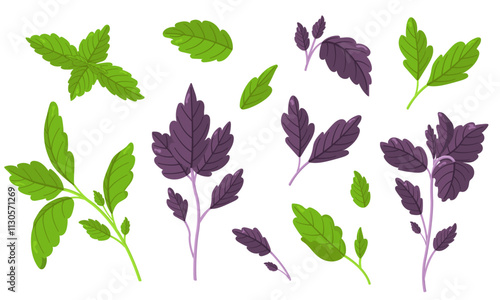 Vector illustration of colorful basil isolated on white background. Fresh Herbs Image. Universal icons for food and nature design.