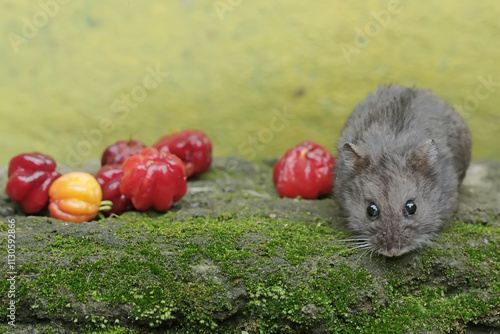 A Campbell dwarf hamster is ready to eat a ripe Surinam cherry that has fallen to the ground. This rodent has the scientific name Phodopus campbelli. photo