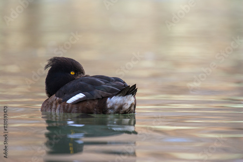 Tufted duck (Aythya fuligula) female have a rest on the pond in Camargue, France.