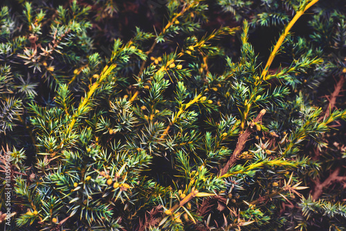 Blurred green fresh branches of medicinal juniper