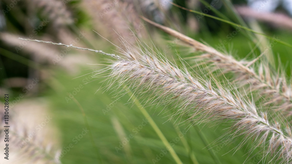 Obraz premium grass in the wind