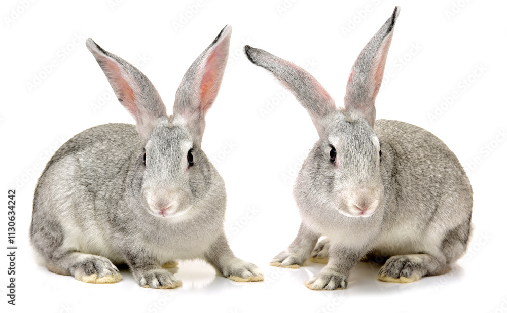 Fototapeta premium grey rabbit on a white background
