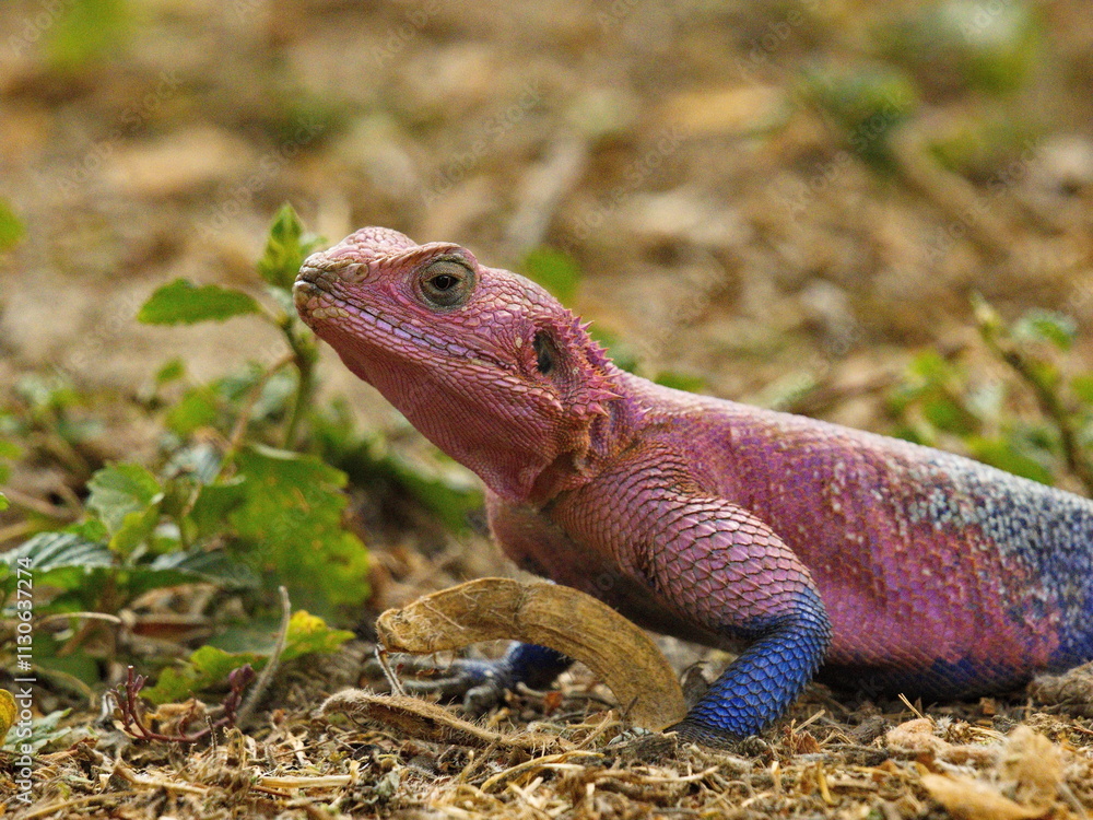 Siedleragame genießt die Sonne
