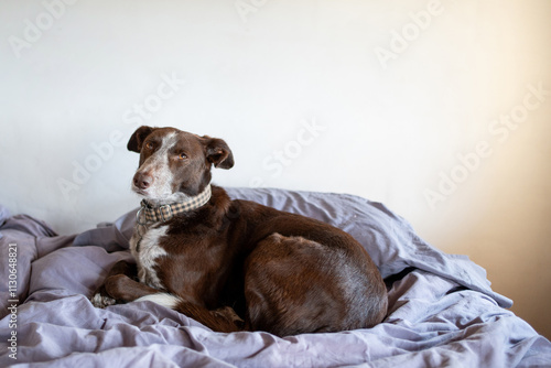 dog on bed on top of grey sheets looking at camera, brown dog with white snout, medium size, comfortable and comfortable in warm space photo