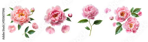 Wallpaper Mural Set of peony flower and petal isolated on transparent  Torontodigital.ca