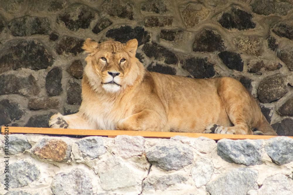 Lioness animal rest. Lion animal. Big cat at zoo