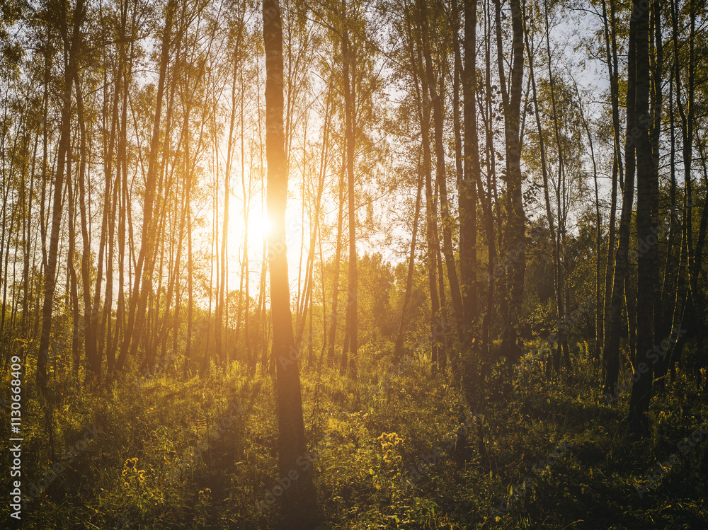 Obraz premium Birch grove with golden leaves in golden autumn, illuminated by the sun at sunset or dawn. Aesthetics of vintage film.