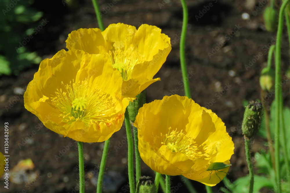 Obraz premium Flower Yellow-23