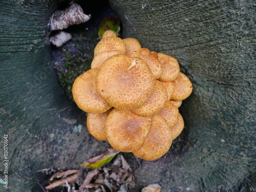 Hallimasch feeds on dead organic matter, decomposing fallen wood and returning nutrients to the soil. photo