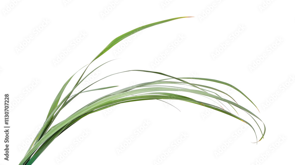Fototapeta premium Bush of green grass.