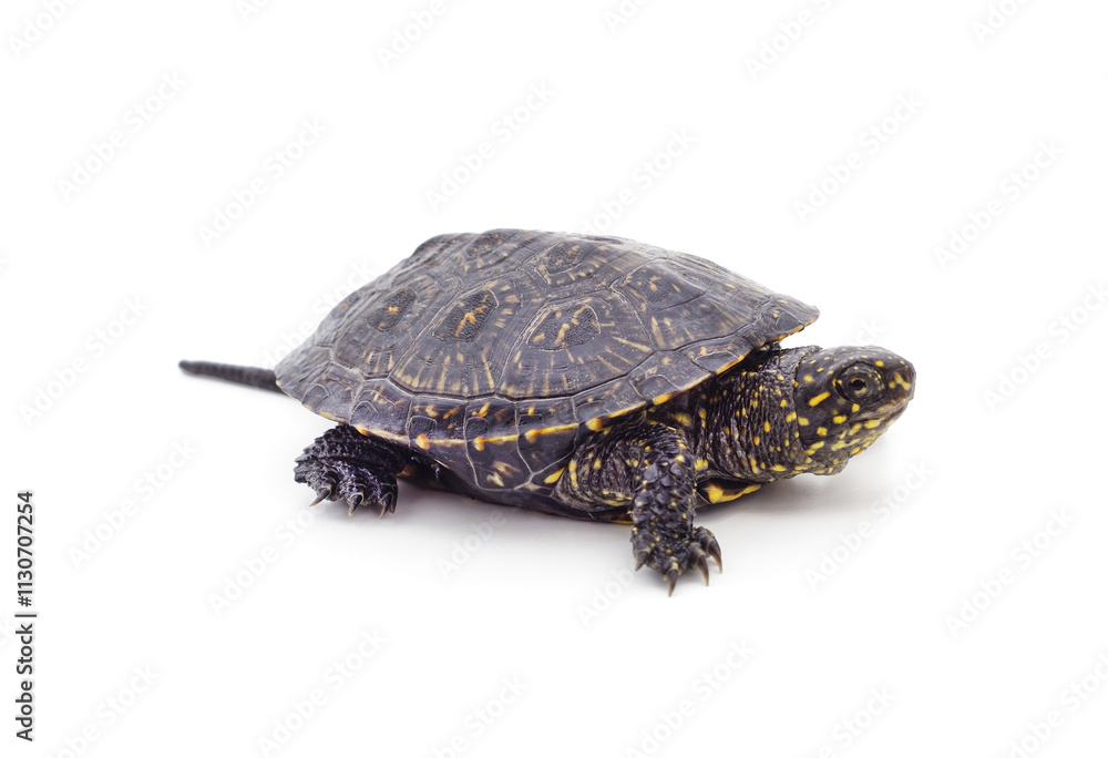 Obraz premium One small turtle.