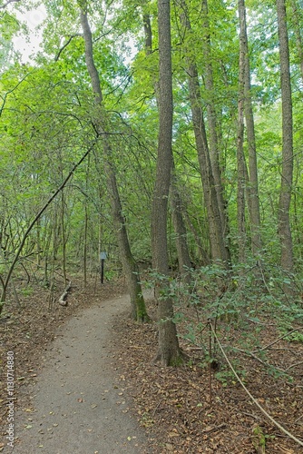 View of nature trail at Pornaistenniemi with green trees and small winding foot path in summer, Helsinki, Finland. photo