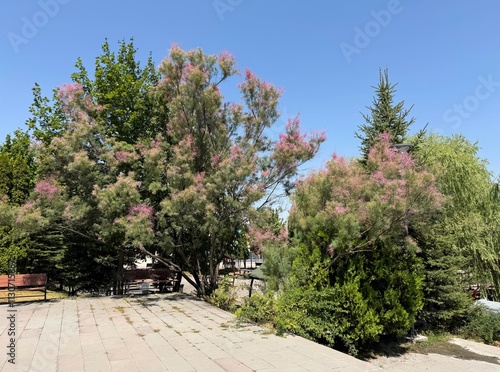 Tamarix chinensis blooms pink in summer. Tamarisk dense pink inflorescence close-up. Five-stamen tamarisk and Chinese tamarisk or saltcedar. Pastel colors pink flowered Tamarisk tree in the park.
 photo