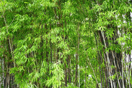 Black bamboo grove in morning light of serene springtime atmosphere.