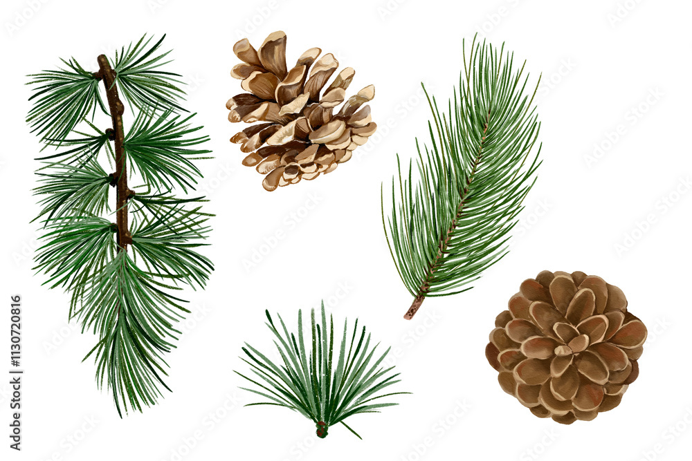 Fototapeta premium pine cones set of pine branches Collection set of Holly branches with leaves traditional natural green Christmas and Holidays ornaments isolated on transparent background