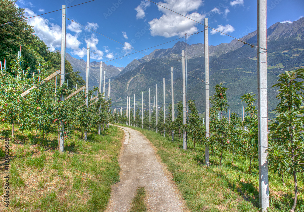 Obraz premium Orchards near Merano
