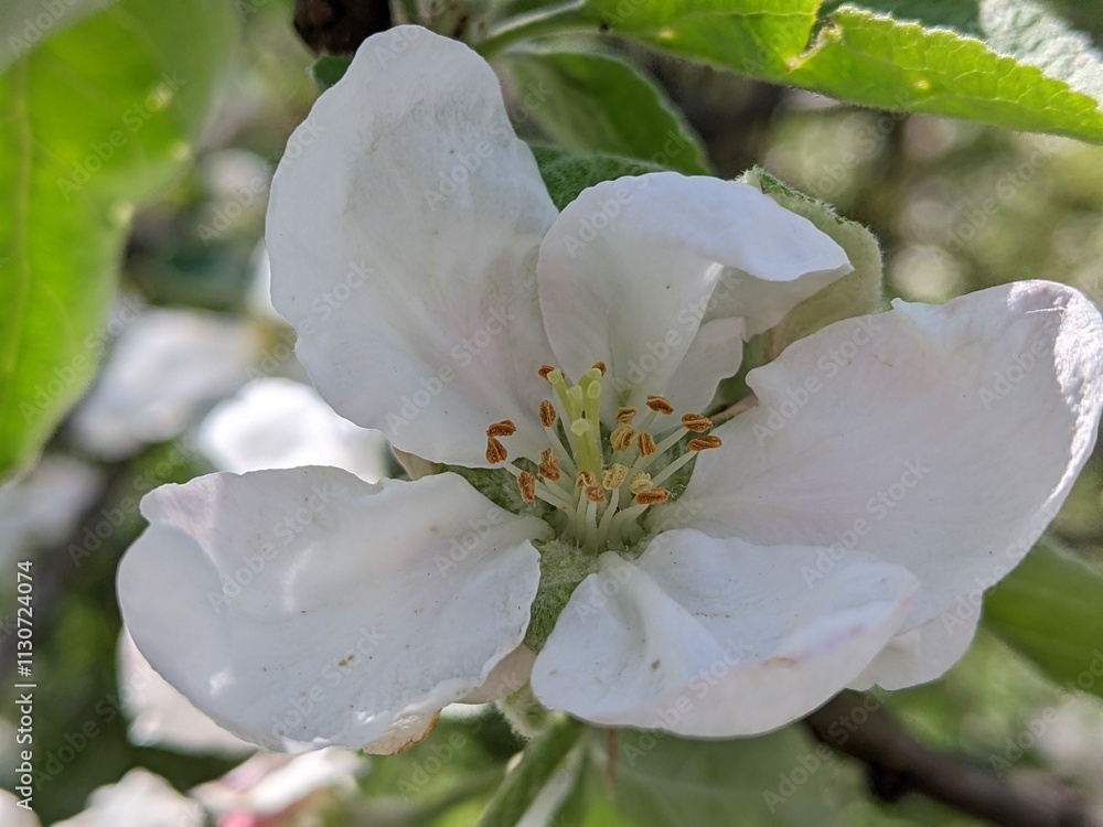 Obraz premium The bee pollinates the flowers of the apple tree, fruit varieties