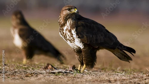 Close-up of two birds of prey on the ground with one feeding, blurred natural background, warm earthy tones