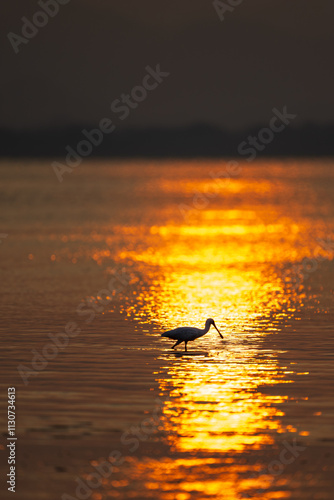 A black-faced spoonbill in morning golden sunlight 