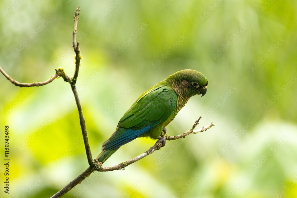Fototapeta premium Birds of the Atlantic Forest - Brazil