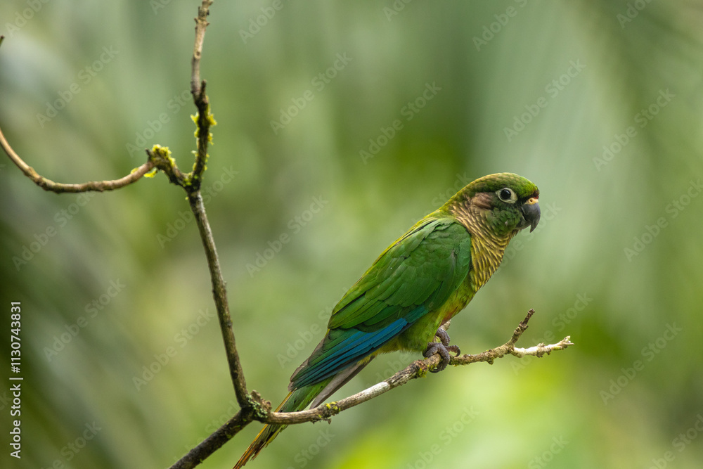 Obraz premium Birds of the Atlantic Forest - Brazil