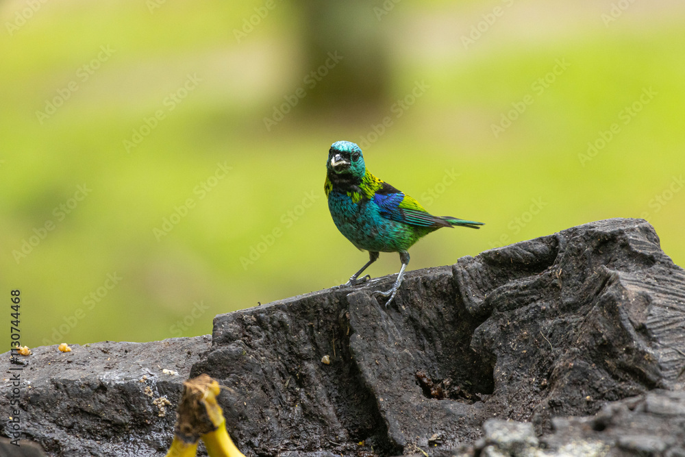 Obraz premium Birds of the Atlantic Forest - Brazil