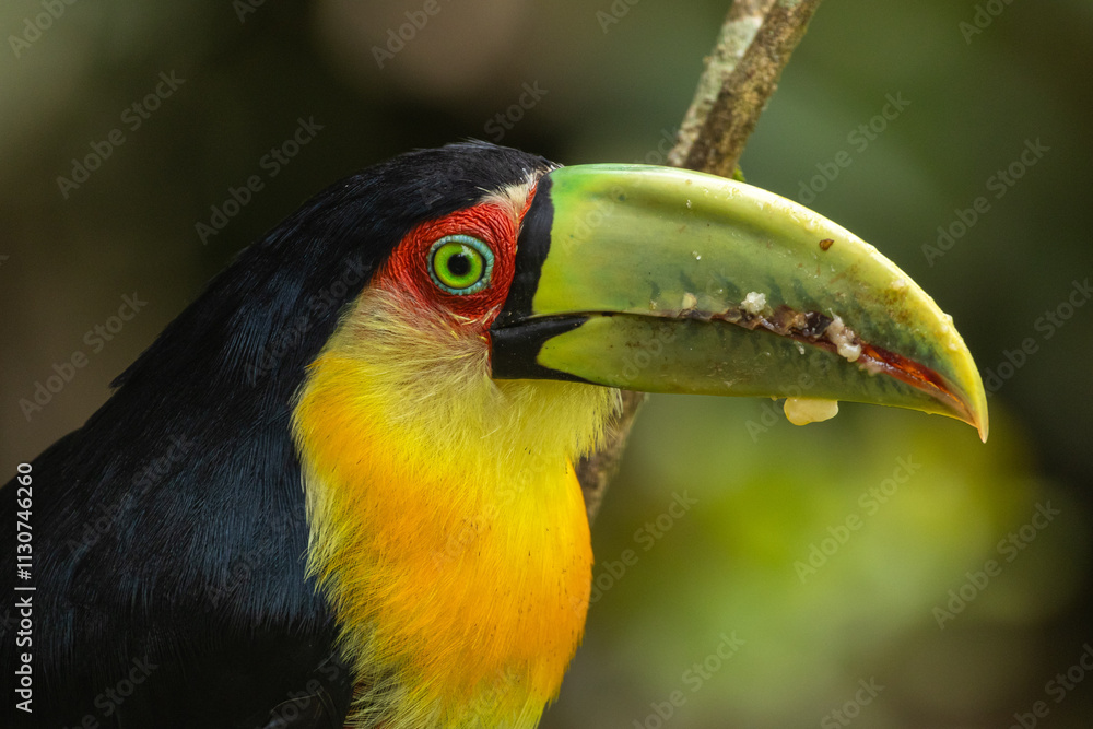 Obraz premium Birds of the Atlantic Forest - Brazil