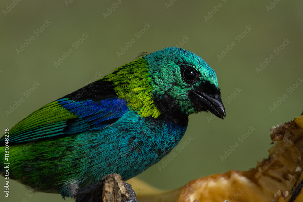 Obraz premium Birds of the Atlantic Forest - Brazil