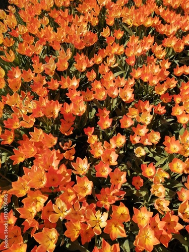 Flower bed of orange flowers blooming in sun