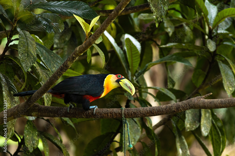 Fototapeta premium Birds of the Atlantic Forest - Brazil