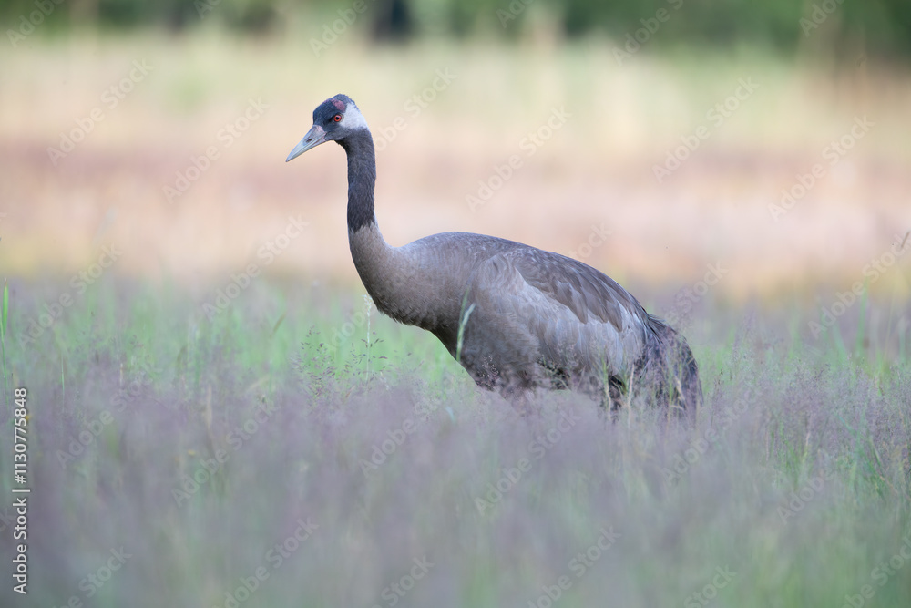 Obraz premium Crane in tall grass on a summer day