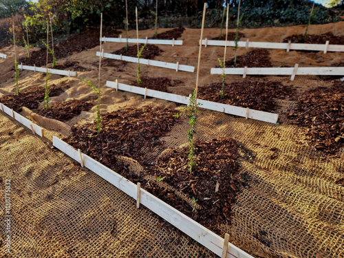 covering of the lawn sowing with textiles to ensure a large slope against erosion. using brown jute fabric stabilizing coconut net for steep slopes. in heavy rain the soil does not leach out photo