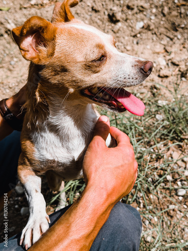 Man stroking his old dog. Loyal labrador retriever enjoying autumn sunny say with his owner.